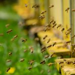 ELIMINARE I PESTICIDI, RECUPERARE LA BIODIVERSITA’