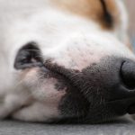 LA DELIBERATA UCCISIONE DI UN CANE INVESTITO DI PROPOSITO CON L’AUTO PER ‘VENDETTA’ CONTRO I VICINI A TAURISANO DIVENTA IN POCHI GIORNI UN CASO NAZIONALE. L’INDIGNAZIONE DELLE ASSOCIAZIONI AMBIENTALISTE E ANIMALISTE, CHE CHIEDONO PENE SEVERE. EARTH SI COSTITUISCE PARTE CIVILE IN GIUDIZIO