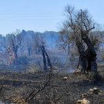 L’EMERGENZA INCENDI ARRIVA ALLE PORTE DI LECCE