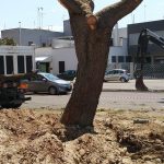 “Un albero è una vita, importante per la nostra”