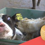 VIDEO E FOTO CHOC, UN LAGER, INDICIBILI SOFFERENZE DEGLI ANIMALI DA ALLEVAMENTO IN UN’AZIENDA CHE PRODUCE LATTE PER FARE IL ‘GRANA PADANO’