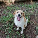 “…Non dimentichiamo mai di prenderci cura dei nostri amici animali, come fanno loro con noi ogni giorno”