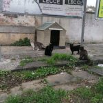 MISTERIOSI RAPIMENTI DI GATTI DALLE COLONIE