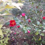 ESCURSIONE TRA STORIA E NATURA A TRICASE DOMENICA 7