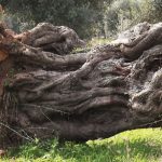FORTE APPELLO PER FERMARE I PREVISTI NUOVI ABBATTIMENTI DEGLI ULIVI DECISI DALLA REGIONE PUGLIA