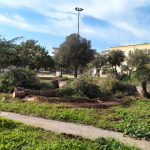 GIORNATA DEGLI ALBERI, IL DAY AFTER DEL COMUNE DI LECCE CHE QUESTA MATTINA NE HA ABBATTUTI QUATTRO