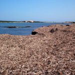 LA POSIDONIA, UNA RISORSA, NON UN PROBLEMA