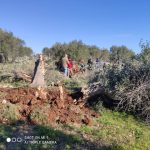 XYLELLA, IMPORTANTI NOVITA’