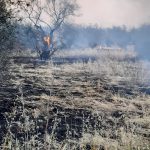INCENDIO A SOLETO, DISTRUTTI CENTINAIA DI ALBERI