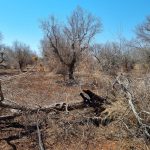 SALENTO FUOCO E FUMO / LA CREMAZIONE DEGLI ULIVI
