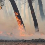 SALENTO FUOCO E FUMO / INCENDIO NELLA PINETA A RIDOSSO DEI LAGHI ALIMINI