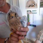 IL SALVATAGGIO DI UN UCCELLO IN DIFFICOLTA’