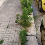 LE ERBACCE DI VIA ZIMBALO AL RIONE SAN PIO