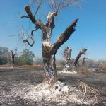 SALENTO FUOCO E FUMO / INCENDI SENZA TREGUA NEI GIORNI SCORSI SULLA LECCE – GALLIPOLI. INFIAMMA LA POLEMICA ANCHE SUI SOCIAL