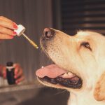 CBD: UTILIZZO E BENEFICI PER GLI ANIMALI