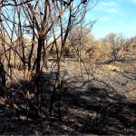 PRESO UN PRESUNTO PIROMANE, IMMORTALATO DALLE TELECAMERE MENTRE VA AD APPICCARE L’INCENDIO NEL BOSCO. E’ UN DIPENDENTE DELLA PROTEZIONE CIVILE