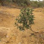 ‘INTERVENTI URGENTI PER IL SALENTO DESERTIFICATO’