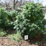COLTIVAVA MARIJUANA, DENUNCIATO