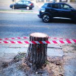 ABBATTIMENTI SELVAGGI, IL SILENZIO DEI COLPEVOLI