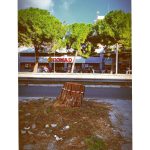 LA MANIFESTAZIONE DI QUESTA MATTINA DEL COORDINAMENTO VERDE URBANO A LECCE PER DENUNCIARE L’ “albericidio istituzionale”