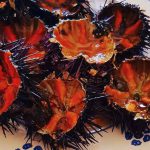 PER SALVARE I RICCI DI MARE DALL’ESTINZIONE