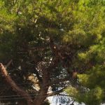 ‘Stop al taglio degli alberi a Lecce’ DOMENICA 30