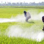 L’ EUROPA PROPONE DI RIDURRE L’USO DEI FITOFARMACI IN AGRICOLTRA, MA PER PD E CIA PUGLIA NON VA BENE