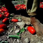 IMMIGRATO MORTO SOTTO IL SOLE COCENTE / SENTENZA