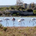 BENTORNATI AI FENICOTTERI ROSA NEL NOSTRO SALENTO