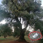 PER CHI SI BATTE IN DIFESA DELLA SUA TERRA