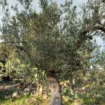 LA FRODE XYLELLA SPIEGATA A CHI NON L’HA CAPITA