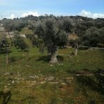 XYLELLA / IL TAR FERMA POLITICI E SPECULATORI