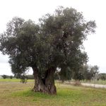 “L’eradicazione urgente di un olivo monumentale è illegittima qualora l’obiettivo di contrastare la Xylella possa perseguirsi attraverso misure fitosanitarie”