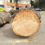”E’ iniziato lo scempio”