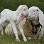 AGNELLO SI’, MA SENZA INUTILI CRUDELTA’