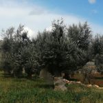 SULLA XYLELLA DUE SENTENZE SCONFESSANO L’ ‘ACCANIMENTO TERAPEUTICO’ DELLA REGIONE PUGLIA