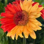 IL POSTPARTITA DI LECCE – VERONA. IL FIORE GIALLOROSSO NON HA PORTATO BENE, ORA C’E’ PREOCCUPAZIONE