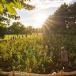 LE IDEE / VADO A VIVERE IN UNA FORESTA, PERO’ RIMANGO TRANQUILLO IN CITTA’