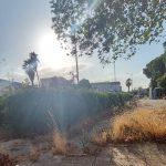 “L’incuria del verde pubblico a Santa Rosa”