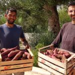 APPUNTAMENTO FESTA DELLA PATATA ZUCCARINA A CALIMERA SABATO 23