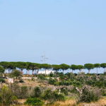 APPELLO DA TREPUZZI: ”Salviamo i pini!”