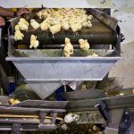 LA CRUDELTA’ DELL’ABBATTIMENTO DEI PULCINI MASCHI CONSIDERATI SCARTI DI PRODUZIONE E TRITURATI VIVI DALL’ INDUSTRIA DELLE UOVA. IL DIVIETO ORA C’E’, MA BISOGNA RENDERLO OPERATIVO