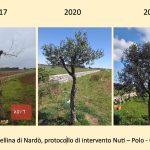 CONVEGNO SCIENTIFICO SULLE CURE PER LA XYLELLA A LECCE VENERDI’ 27 