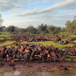 VERITA’ E CONOSCENZA SULLA XYLELLA