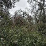 “Pessima gestione del bosco di Collepasso“