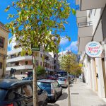 DIECI NUOVI ALBERI A SAN LAZZARO