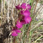 SCOPERTA A PORTOSELVAGGIO UN’ORCHIDEA… SELVAGGIA