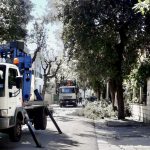 DOPO GLI ABBATTIMENTI INDISCRIMINATI DI ALBERI IN CITTA’, PER NON FARCI MANCARE NIENTE, RITORNANO LE POTATURE SELVAGGE