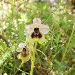 IN CONTRADA “Lupomonaco” DI VEGLIE TORNANO LE ORCHIDEE SPONTANEE