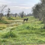 ERANO MOLTI E I SALENTINI CI CONVIVEVANO, TANTO DA DA METTERLI NEL SIMBOLO DI LECCE. POI ERANO SCOMPARSI, SCACCIATI DAGLI UMANI, CHE A TORTO SI CONSIDERANO FIGLI UNICI DI MADRE NATURA. ADESSO SONO TORNATI…